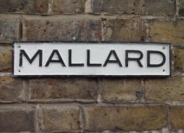 Mallard sign